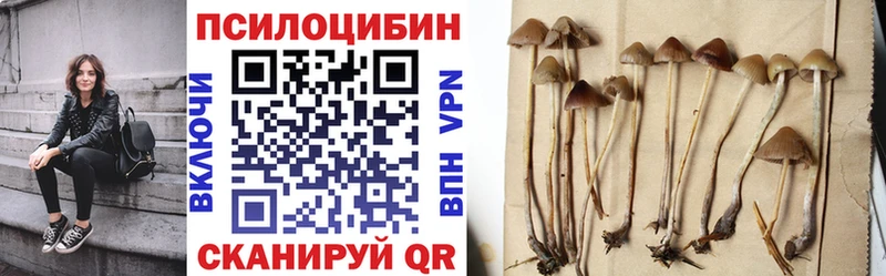 Галлюциногенные грибы Psilocybe  Купить  Новоузенск 